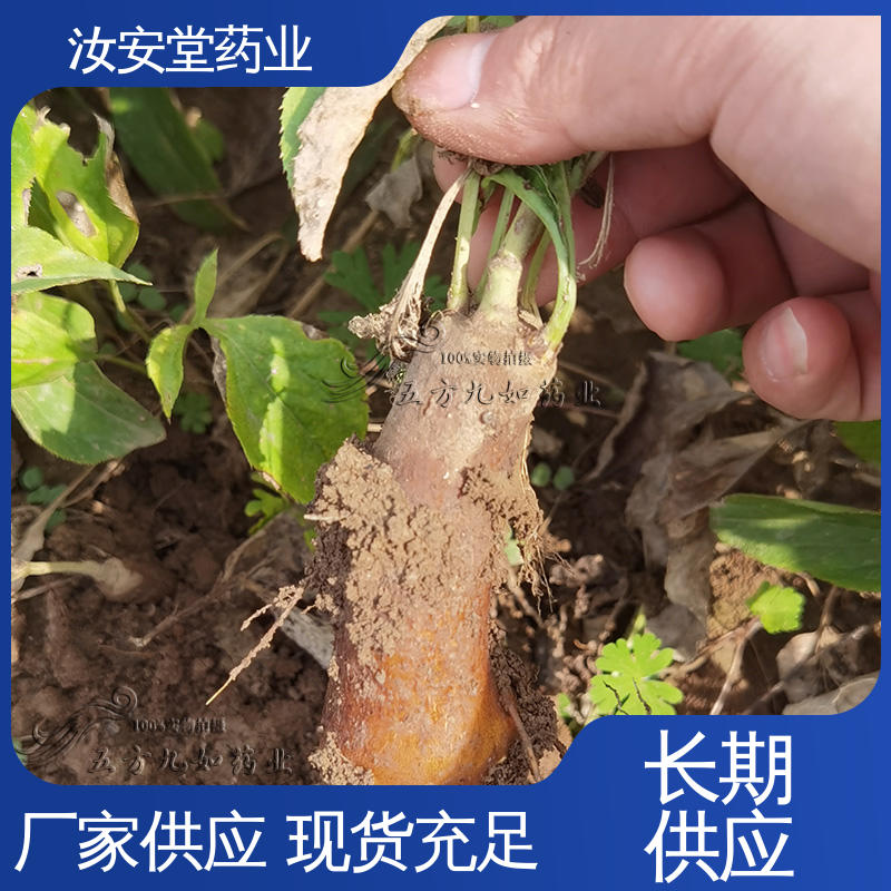 成活率高 提供种植技术 支持配送上门 改良白术种子 汝安堂