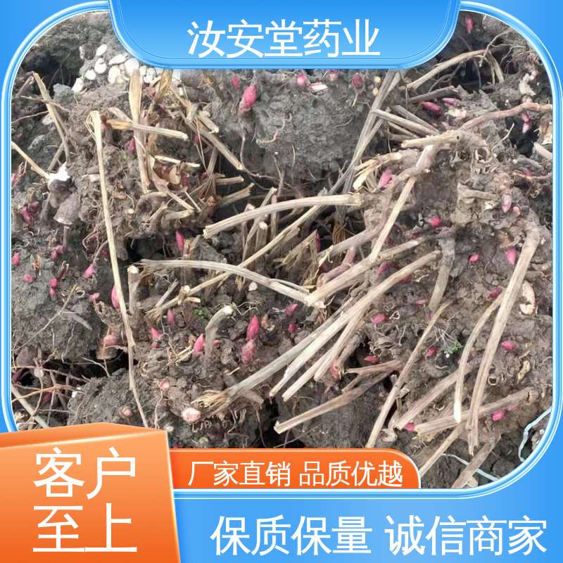 汝安堂 应用场景丰富 供应白芍芽苗 宜晾干贮存 抗旱能力好