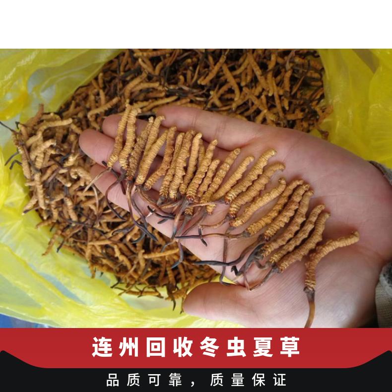 回收冬虫夏草 否 克 冷藏 长期 炖肉 当面验货 防蛀 散装礼盒装
