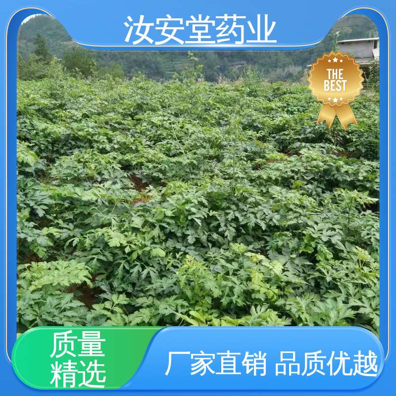汝安堂 发芽率好 量小可快递 可大面积栽种 前胡种子厂家批发