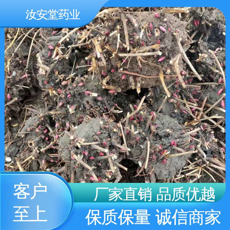 进行科学配比 品种齐全 可大面积栽种 正宗白芍芽供应 汝安堂
