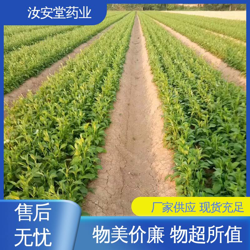 汝安堂 支持配送上门 纯正改良白术种子 栽培技术优良 包成活率
