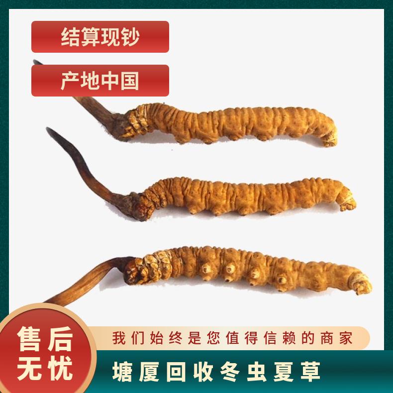 长期 炖肉 否 散装礼盒装 防蛀 免费上门验货 克 回收冬虫夏草