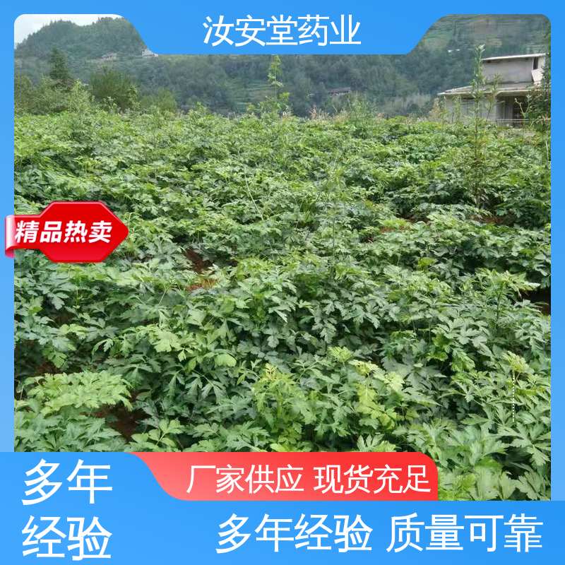 厂家供应前胡种子 提供技术指导 培育园林绿化成品苗 汝安堂
