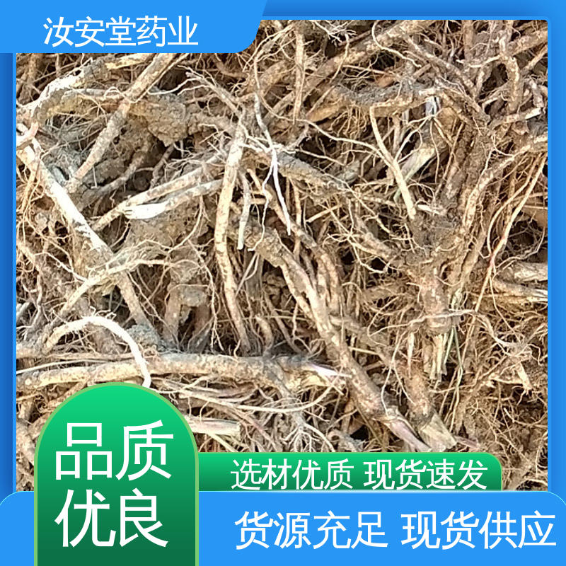 绿化护坡固土草种籽 供应白花前胡种子 可大面积栽种 汝安堂