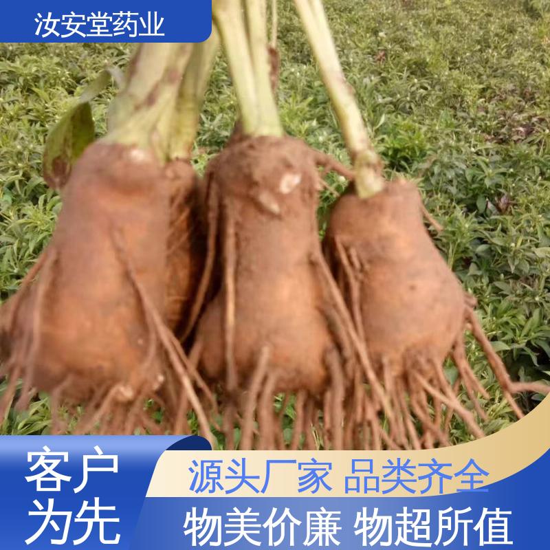 一站式服务 纯正改良白术种子 灵活合理选择栽培方式 汝安堂