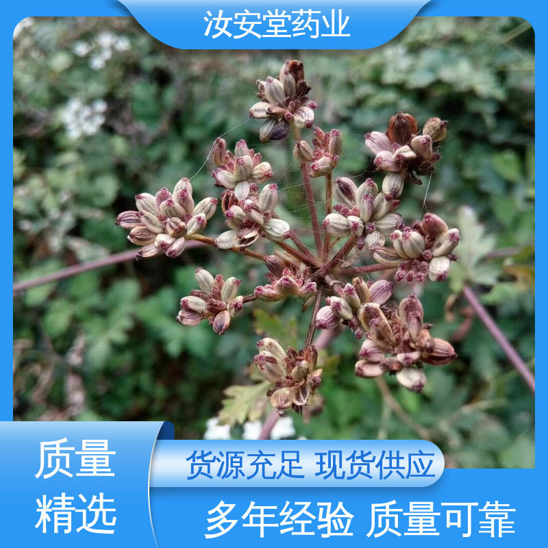 白花前胡种子量大 培育园林绿化成品苗 干燥通风处储存 汝安堂