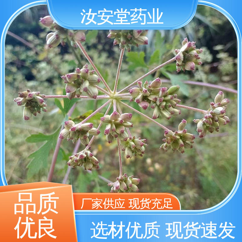 汝安堂 发芽率好 量小可快递 支持配送上门 供应白花前胡种子