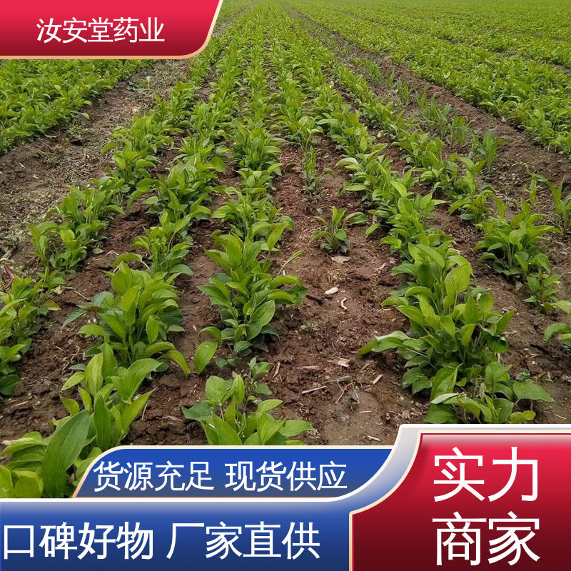 支持快递发货 纯正改良白术种子 栽培技术优良 包成活率 汝安堂