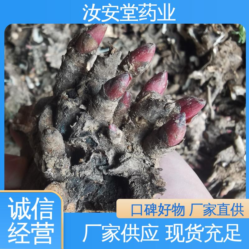 宜晾干贮存 抗旱能力好 可大面积栽种 白芍芽头供应 汝安堂