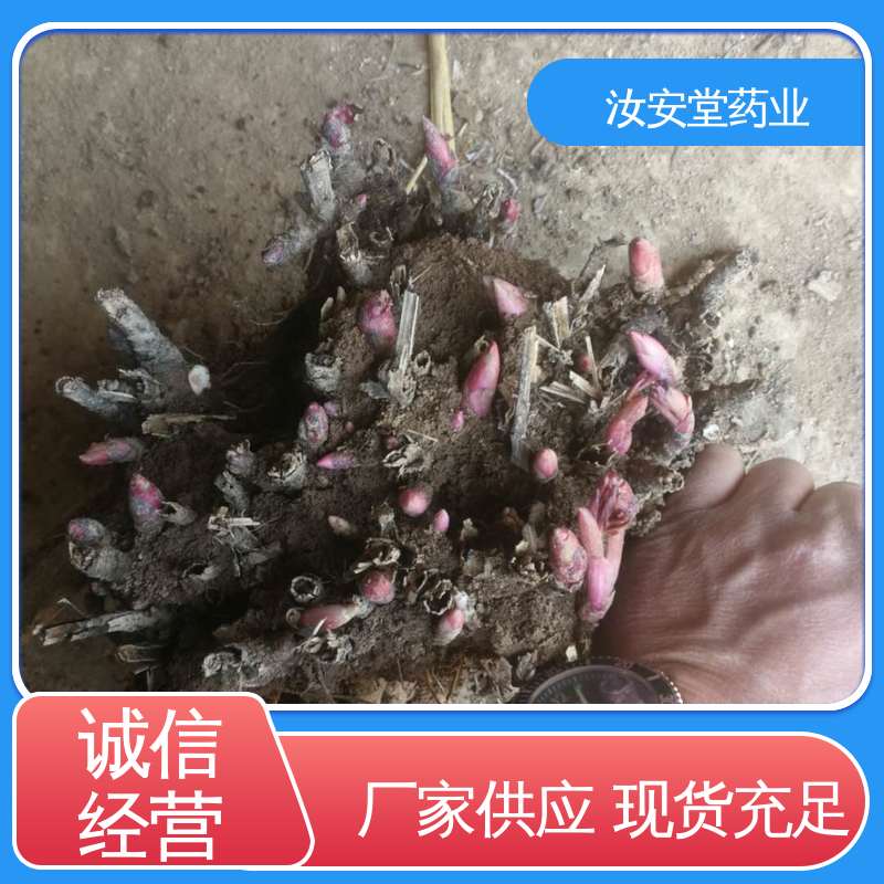 进行科学配比 品种齐全 种销一站式服务 正宗白芍芽供应 汝安堂