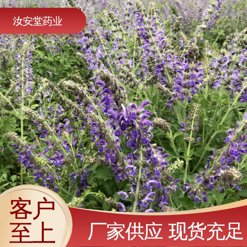丹参苗种苗 品种多样 进行科学种植 规模化栽种 汝安堂