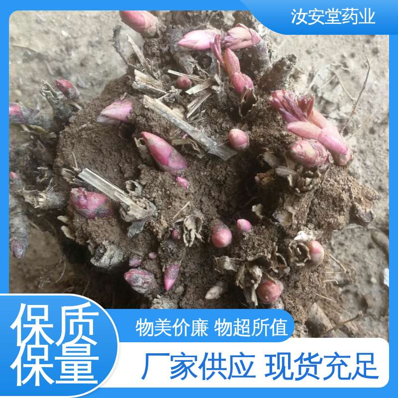 绿化护坡固土草种籽 种销一站式服务 中药材白芍芽 汝安堂