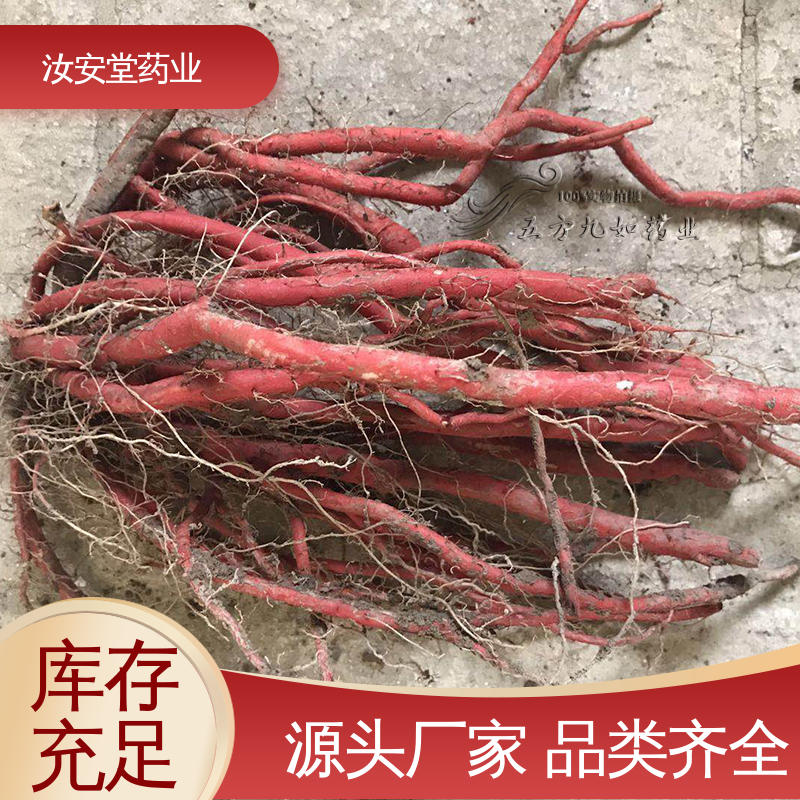 汝安堂 丹参苗供应 支持快递发货 栽培技术优良 包成活率