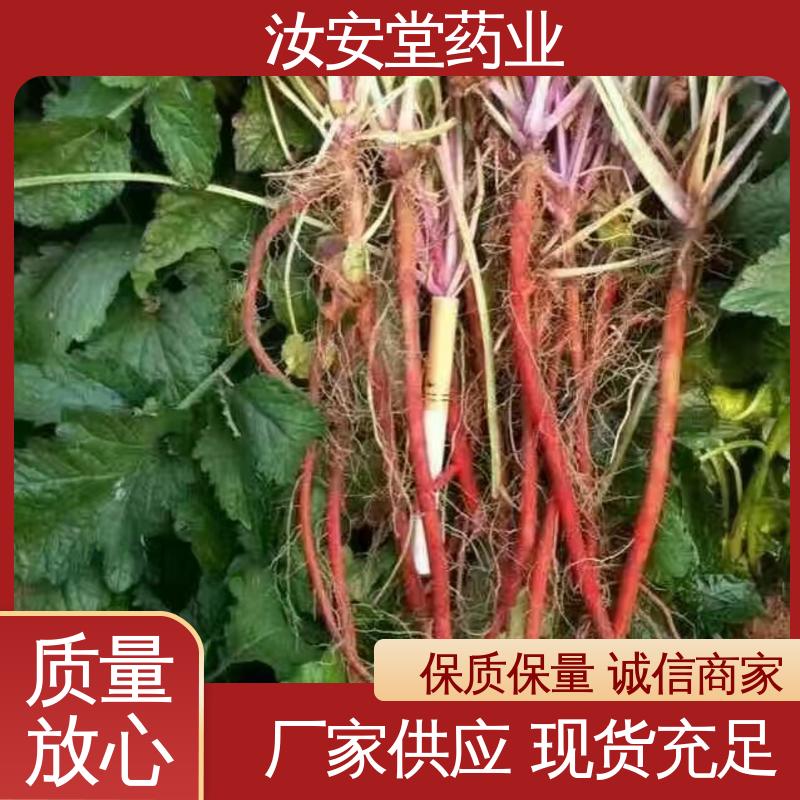 汝安堂 品种多样 进行科学种植 批发丹参苗 支持快递发货