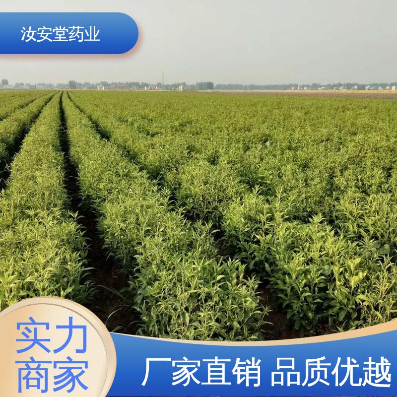 汝安堂 白术种子供应 支持快递发货 灵活合理选择栽培方式