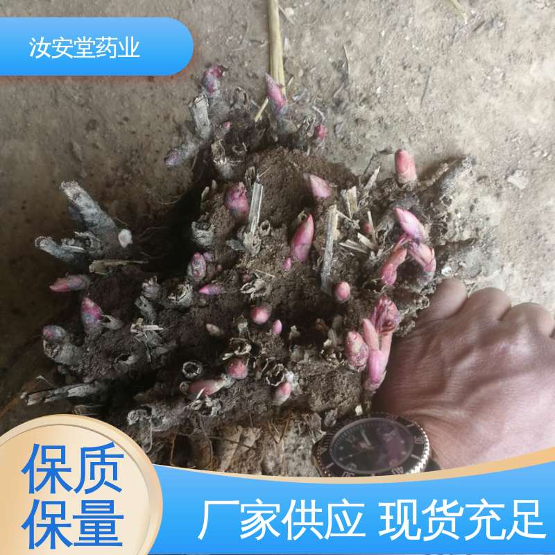 应用场景丰富 进行科学配比 品种齐全 中药材白芍芽 汝安堂