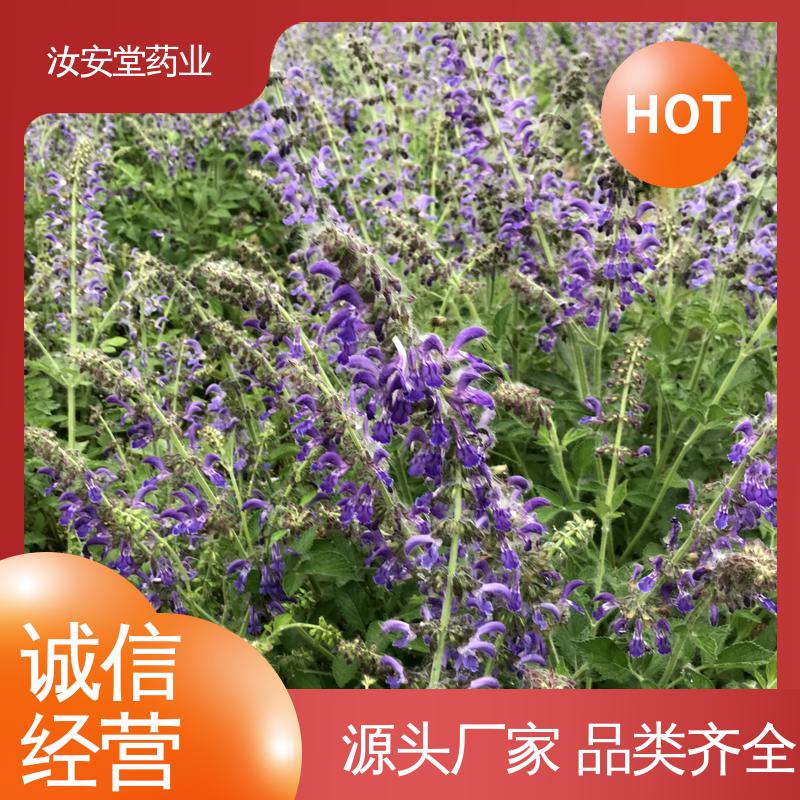 汝安堂 批发丹参苗 成活率高 提供种植技术 可大面积栽种