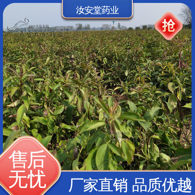 灵活合理选择栽培方式 支持快递发货 供应白术种子 汝安堂