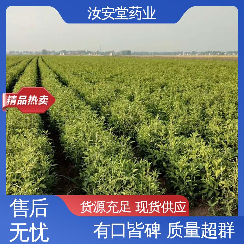 白术种子基地 应用场景丰富 品种多样 进行科学种植 汝安堂
