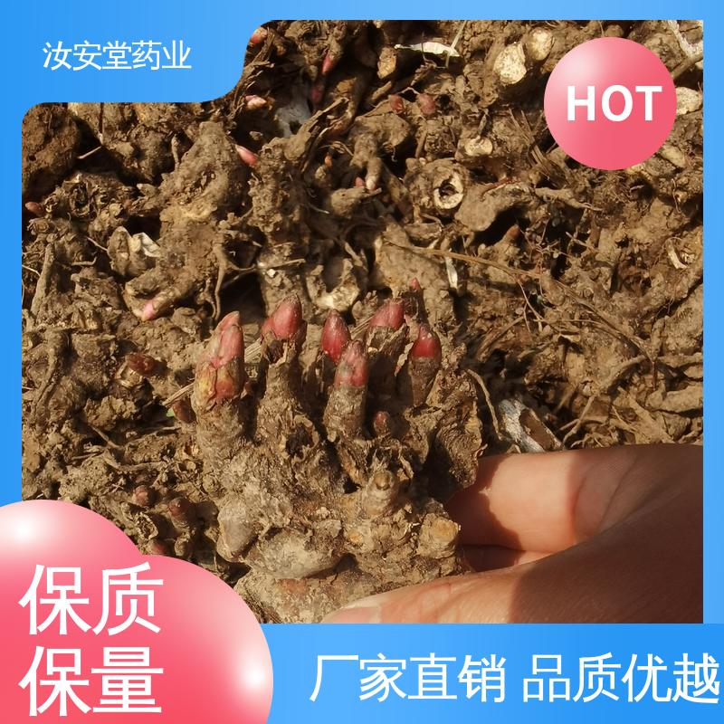 免费提供种植技术指导 白芍芽头供应 支持配送上门 汝安堂