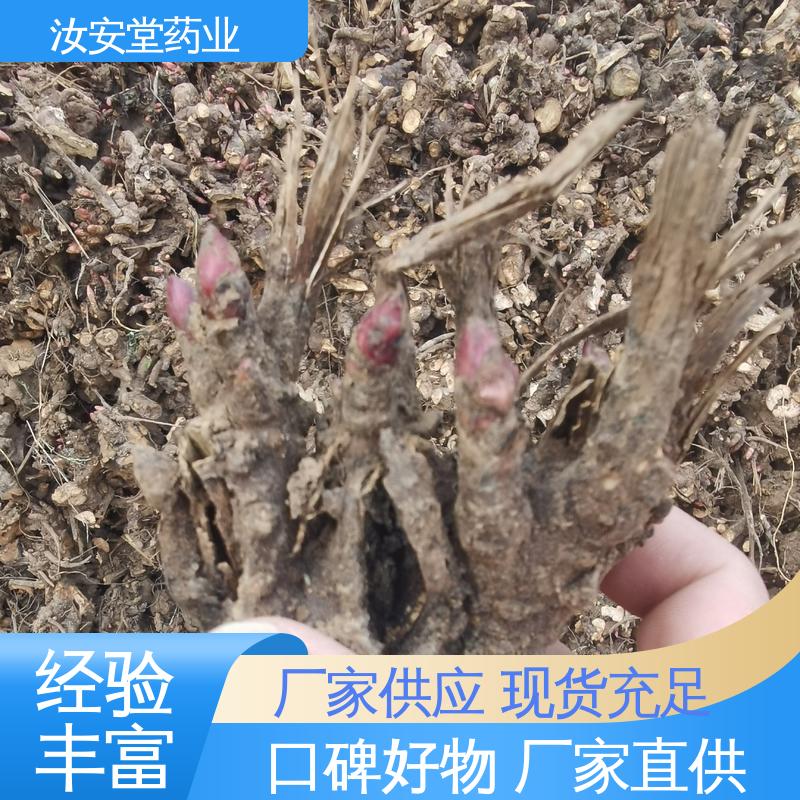 免费提供种植技术指导 中药材白芍芽 种销一站式服务 汝安堂