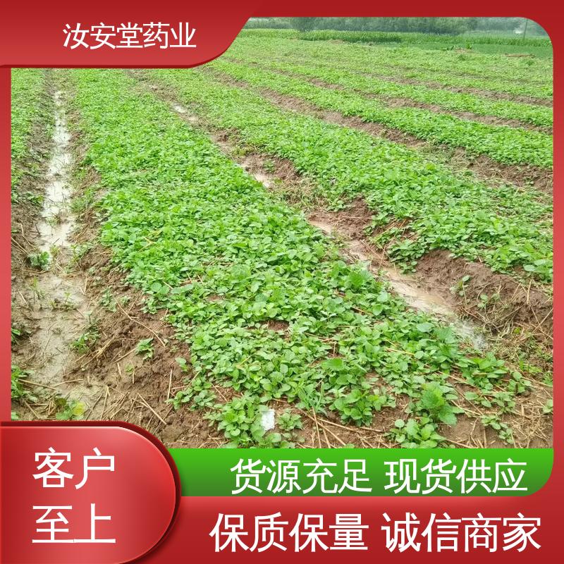 一站式服务 栽培技术优良 包成活率 药用丹参苗 汝安堂