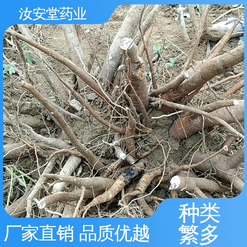 白芍芽子供应 栽培技术优良 包成活率 种销一站式服务 汝安堂