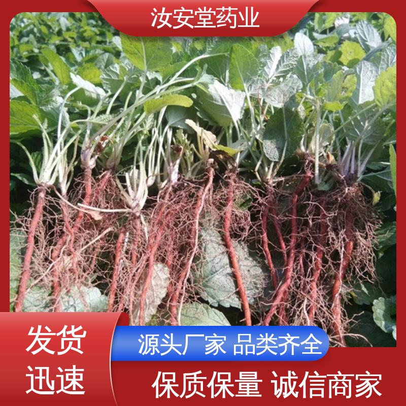 丹参苗供应 可大面积栽种 进行科学配比 品种齐全 汝安堂