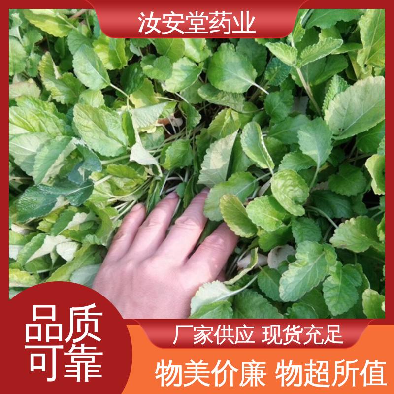 汝安堂 中药材丹参苗 进行科学配比 品种齐全 应用场景丰富