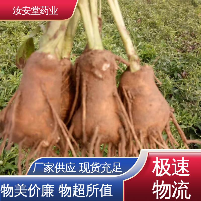 白术种苗供应 品种多样 进行科学种植 一站式服务 汝安堂