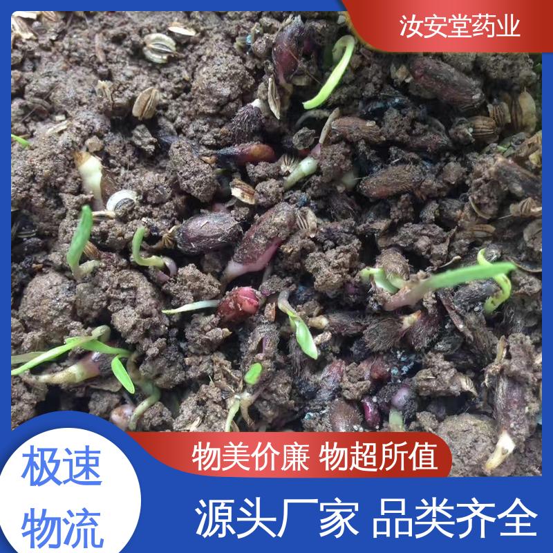 可大面积栽种 白术种苗供应 品种多样 进行科学种植 汝安堂
