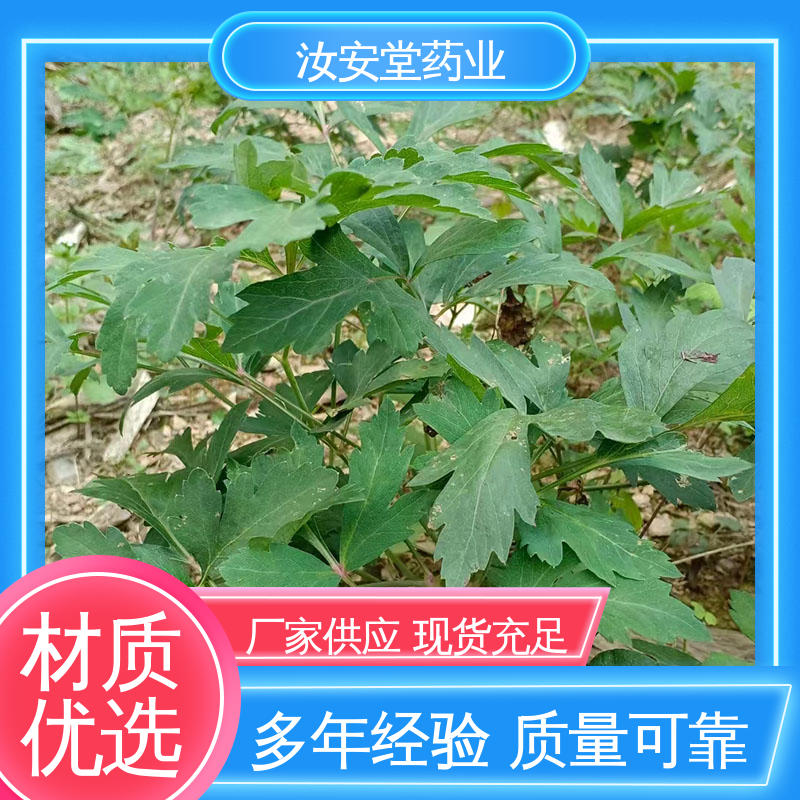 提供技术指导 发芽率好 量小可快递 正品白花前胡种子 汝安堂