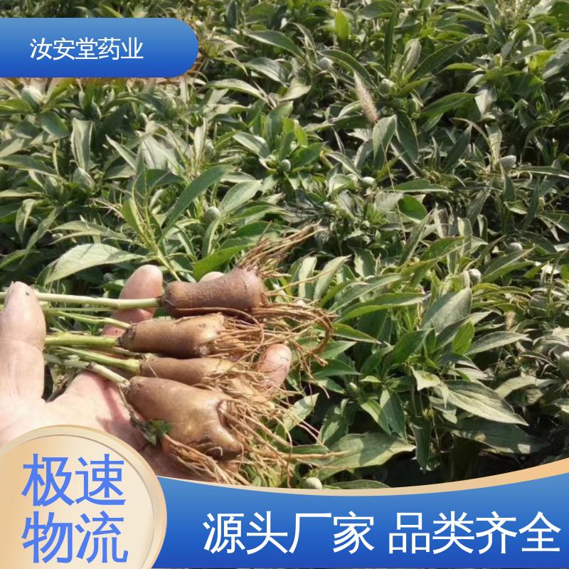 支持配送上门 宜晾干贮存 抗旱能力好 白术种苗供应 汝安堂