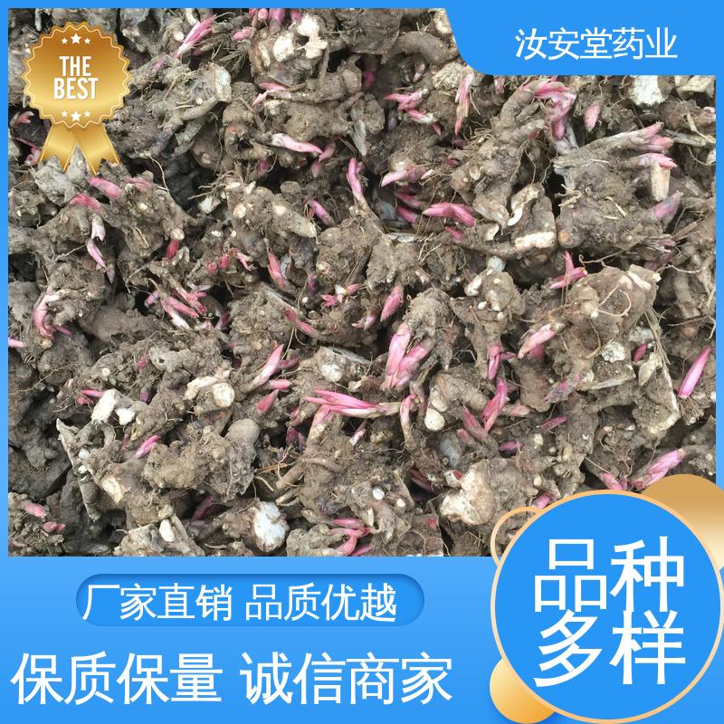  宜晾干贮存 抗旱能力好 量小可发快递 供应白芍芽苗 汝安堂