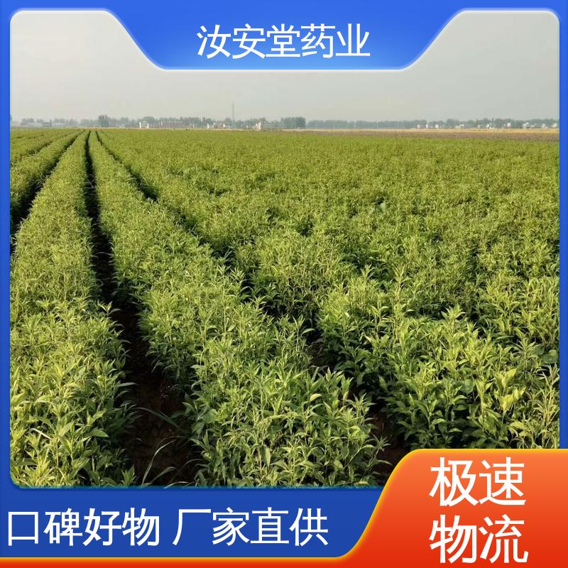 汝安堂 白术种子基地 成活率高 提供种植技术 一站式服务