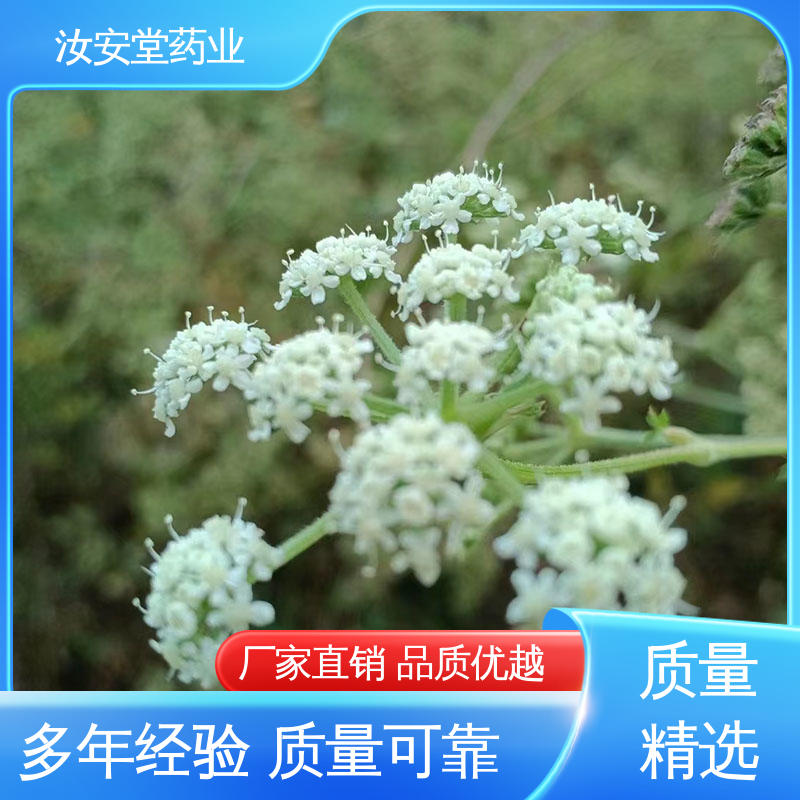 提供技术指导 厂家供应前胡种子 发芽率好 量小可快递 汝安堂