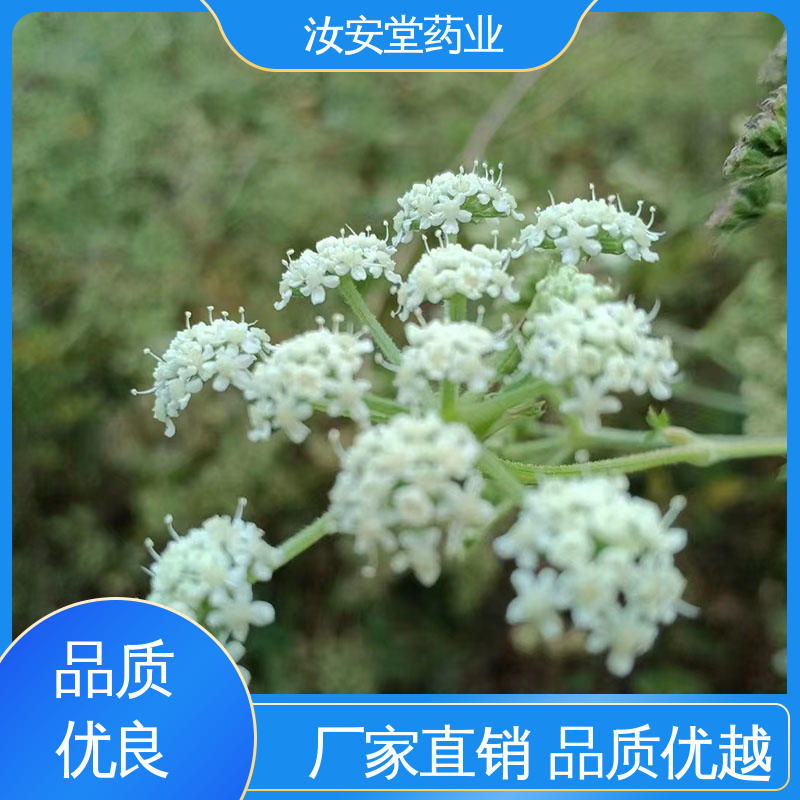用于家庭园艺 晾干贮存 正品白花前胡种子 提供技术指导 汝安堂