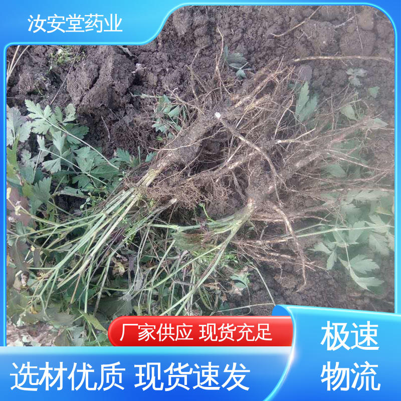 汝安堂 可大面积栽种 用于家庭园艺 晾干贮存 厂家供应前胡种子