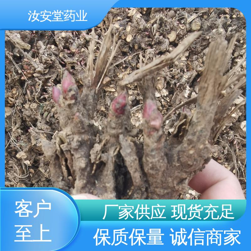 汝安堂 免费提供种植技术指导 支持配送上门 中药材白芍芽