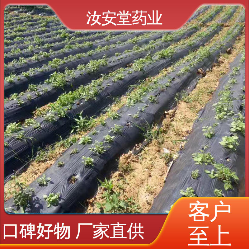 支持配送上门 宜晾干贮存 抗旱能力好 药用丹参苗 汝安堂