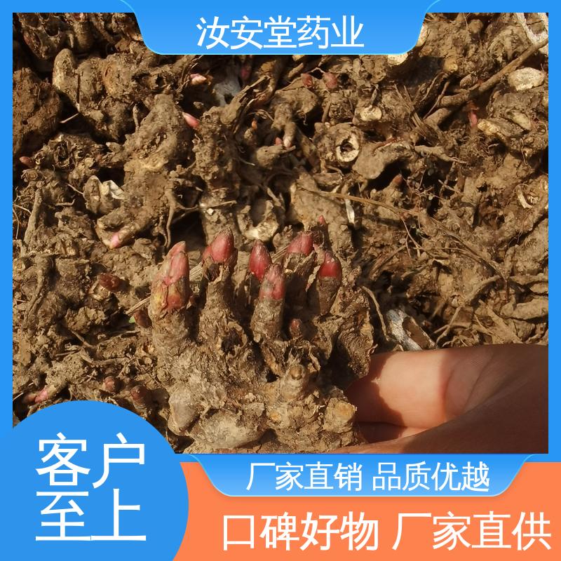 灵活合理选择栽培方式 正宗白芍芽供应 应用场景丰富 汝安堂
