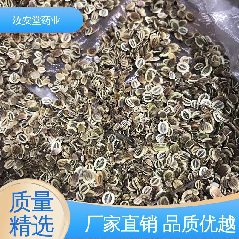 白花前胡种子质优 培育园林绿化成品苗 提供技术指导 汝安堂
