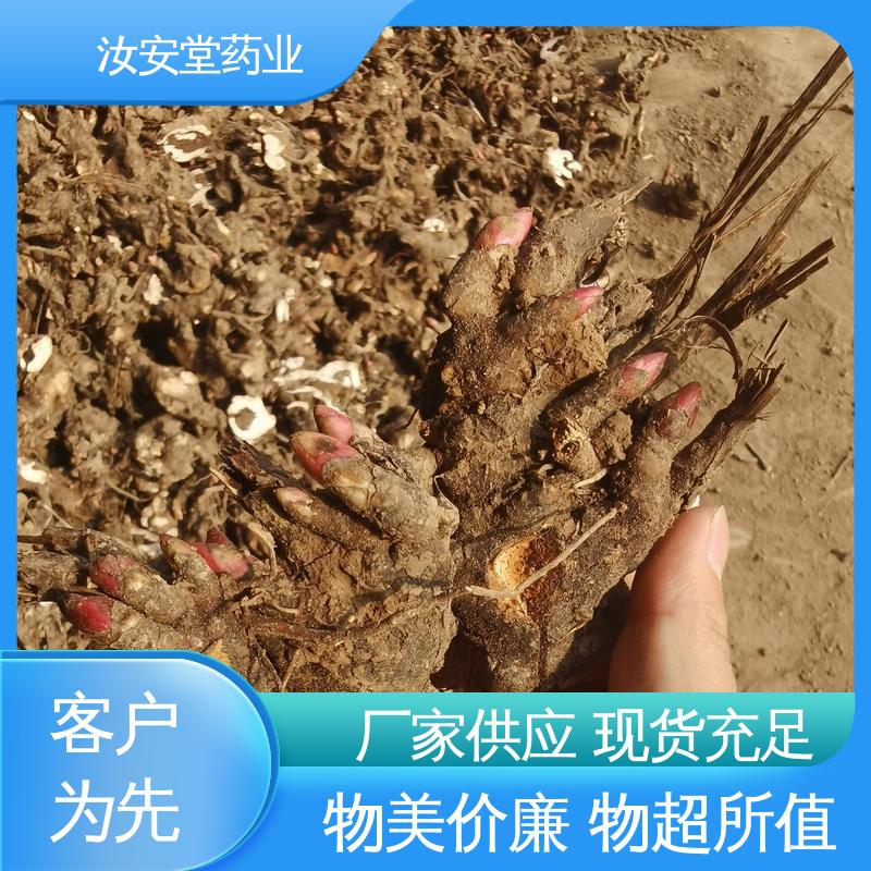 可大面积栽种 白芍芽头供应 绿化护坡固土草种籽 汝安堂