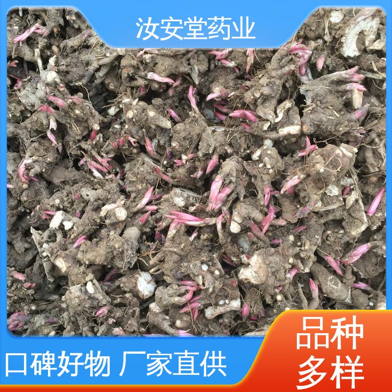 汝安堂 供应白芍芽苗 种销一站式服务 灵活合理选择栽培方式