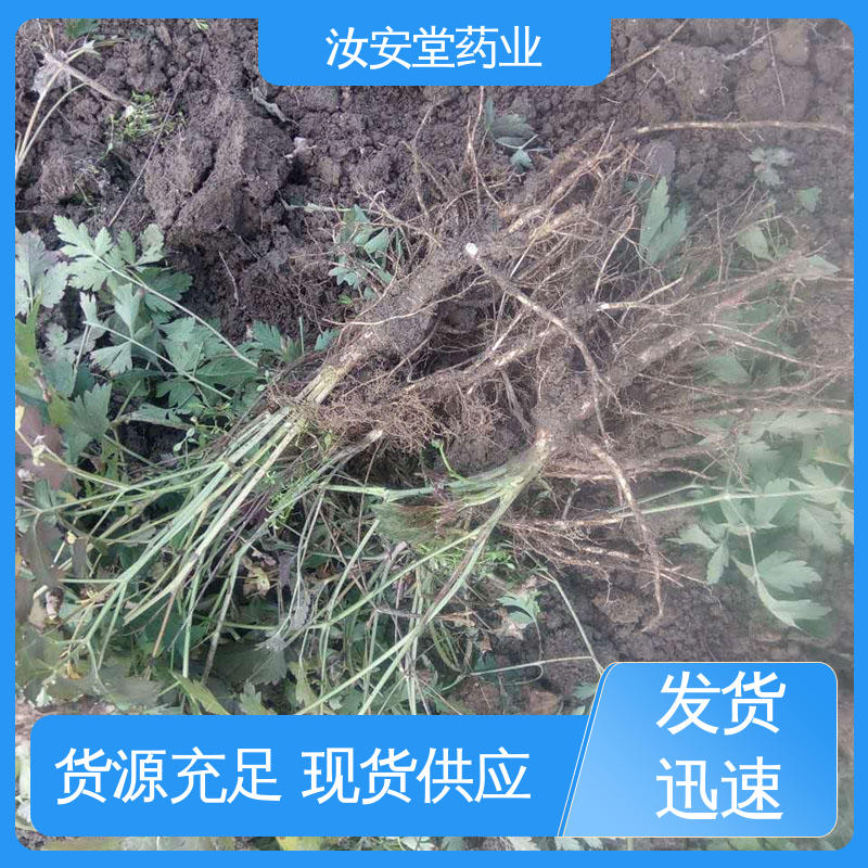 汝安堂 白花前胡种子质优 可大面积栽种 发芽率好 量小可快递