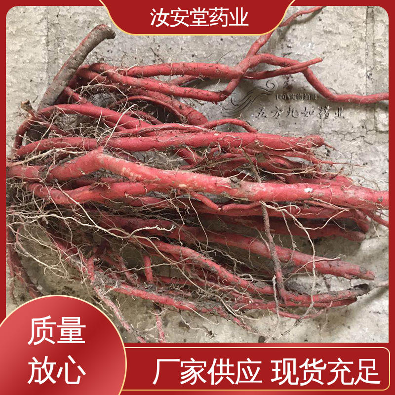 支持快递发货 药用丹参苗 成活率高 提供种植技术 汝安堂