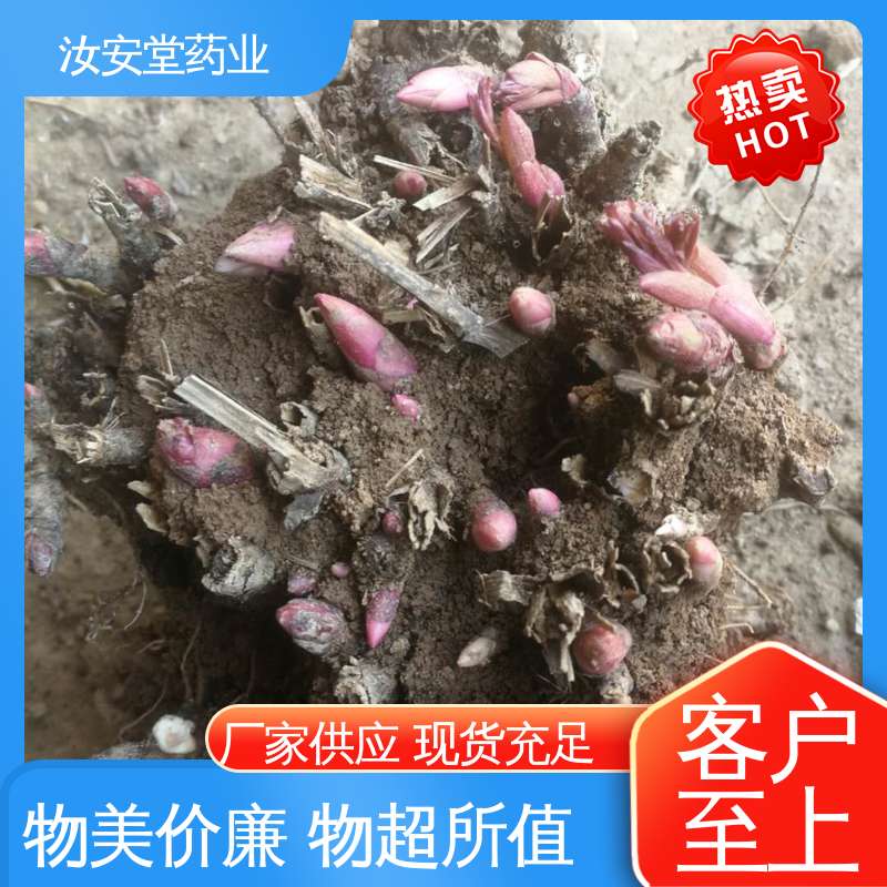 正宗白芍芽供应 种销一站式服务 宜晾干贮存 抗旱能力好 汝安堂