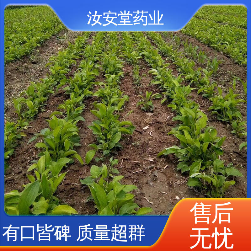 一站式服务 栽培技术优良 包成活率 改良白术种子供应 汝安堂