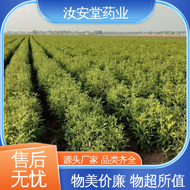 支持快递发货 白术种子供应 进行科学配比 品种齐全 汝安堂